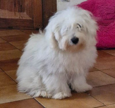 Étalon Coton de Tulear - Vanila de la Forêt du Kranou