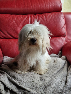 Étalon Coton de Tulear - Pas prevu du Domaine du Chai de Majolan