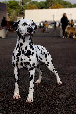 Étalon Dalmatien - Valma's Signature Tango