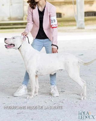 Étalon Dogo Argentino - Hurricane hijos de la suerte