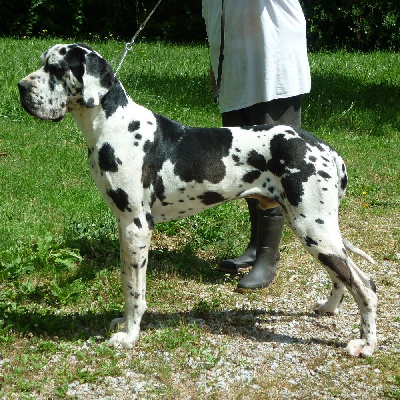 Étalon Dogue allemand - Uriel von Doggen Kaiser