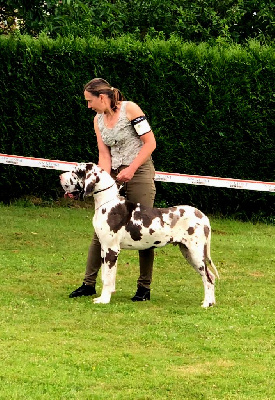 Étalon Dogue allemand - Urssaf du domaine du rupt de mad