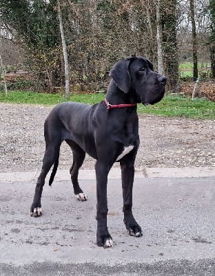 Étalon Dogue allemand - Esmeralda la componella fci