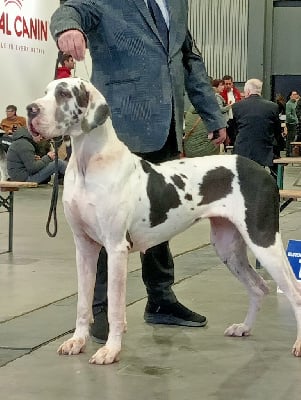 Étalon Dogue allemand - CH. Raylee Du Phare Dunkerquois