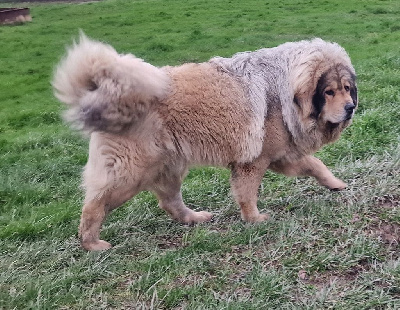 Étalon Dogue du Tibet - Too De La Cathedrale Des Ours