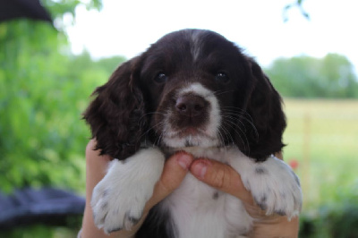 Étalon English Springer Spaniel - Ulia star D'Azur Addict