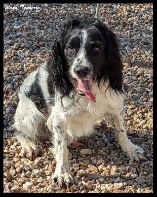 Étalon English Springer Spaniel - Waya Tonnerre