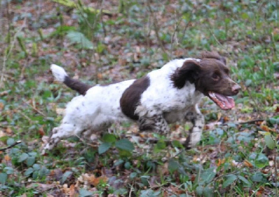 Étalon English Springer Spaniel - TR. CH. Osiris des Etangs de Dame Blanche