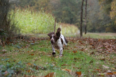 Étalon English Springer Spaniel - TR. CH. Toxane du moulin de l'etang de l'abbaye