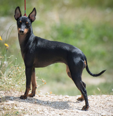 Étalon English Toy Terrier - CH. Selene moon stone Wisp Fire In Bullsden