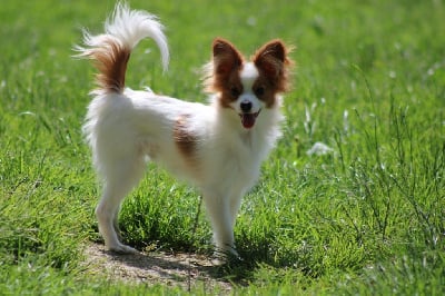 Étalon Epagneul nain Continental (Papillon) - Vaillant de la vallée de la Py