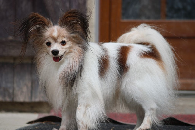 Étalon Epagneul nain Continental (Papillon) - Lucky de la vallée de la Py