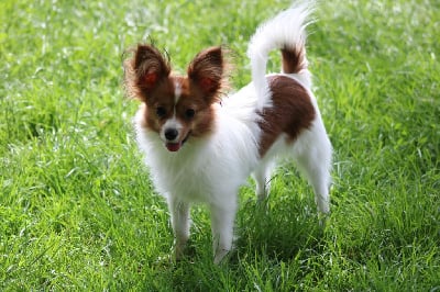 Étalon Epagneul nain Continental (Papillon) - Vedette de la vallée de la Py