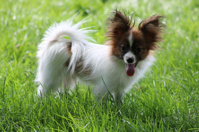 Étalon Epagneul nain Continental (Papillon) - Voyou de la vallée de la Py