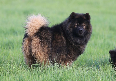 Étalon Eurasier - Shonen des Legendes de Retz