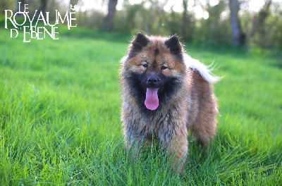 Étalon Eurasier - Time for mojito Du Royaume D'ebène