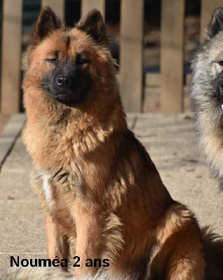 Étalon Eurasier - Nouméa Des crinières de feu