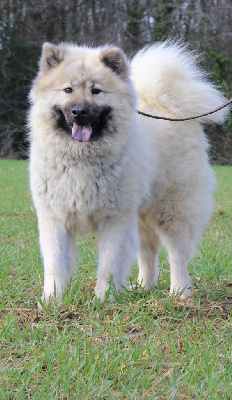 Étalon Eurasier - Du Mistral Normand Talie