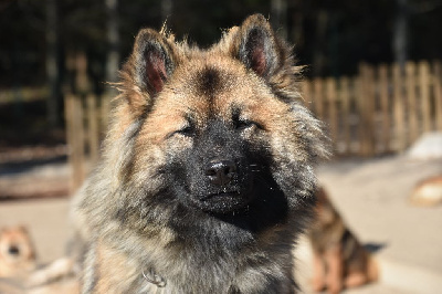 Étalon Eurasier - CH. Pandora Des crinières de feu