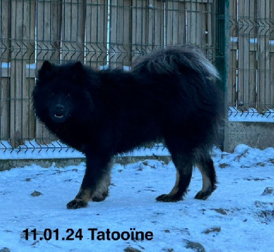 Étalon Eurasier - Ten tatooïne Des crinières de feu