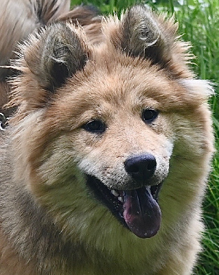 Étalon Eurasier - Toudou blue De La Source Des Rochettes