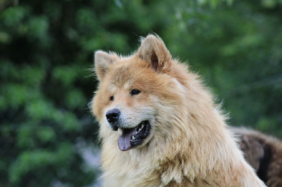 Étalon Eurasier - King of the ring spindincios akys