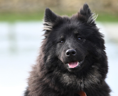 Étalon Eurasier - Ûmïa blue De La Vallée Du Petit Pré