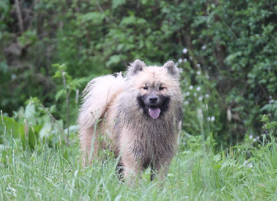 Étalon Eurasier - Ultim cactus De Prana Des Loups