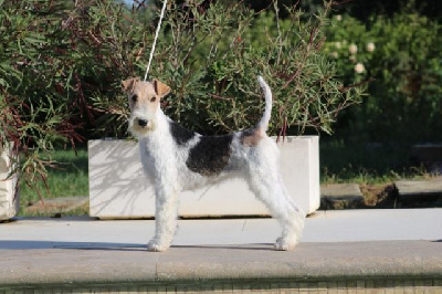 Étalon Fox Terrier Poil Dur - CH. Champion von den schonen bergen