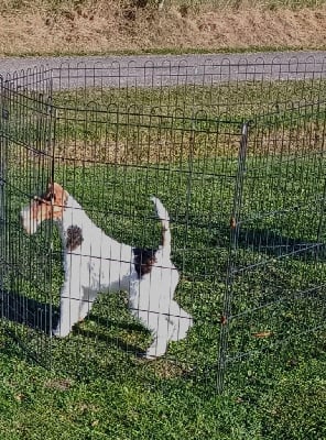 Étalon Fox Terrier Poil Dur - Sakoura Des tip top terriers