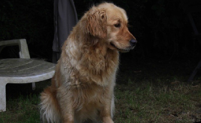 Étalon Golden Retriever - Shadow De La Vallée Des Golden D'Or