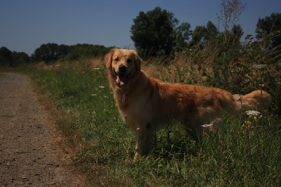 Étalon Golden Retriever - Tanguy de l’etang des gibaudières