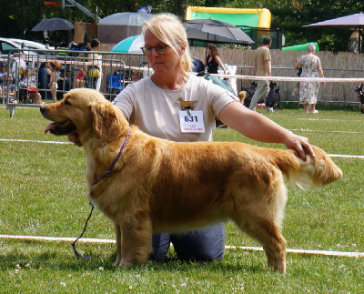 Étalon Golden Retriever - Soca dance Des Puppys Goldens Love