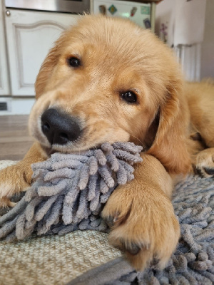 Étalon Golden Retriever - Vertige de l amour charly des tribus de Mataoka