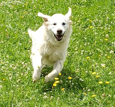 Étalon Golden Retriever - Unique Élisabeth Des Bois Ronflants