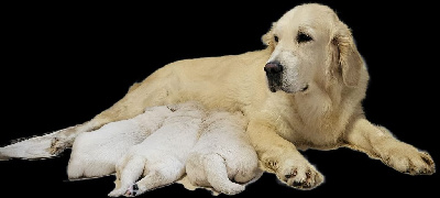 Étalon Golden Retriever - Shadow Du bois du double