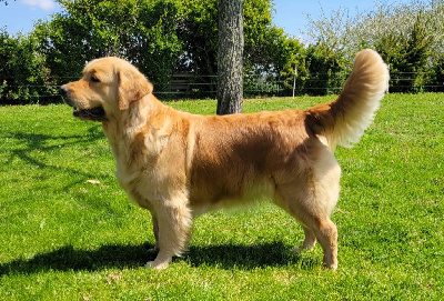 Étalon Golden Retriever - costa artabra Divina clementia