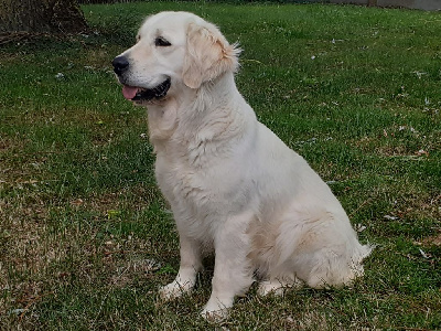 Étalon Golden Retriever - Riley Du bois du double