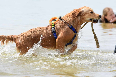 Étalon Golden Retriever - Ushaïa De Miel et d'Or