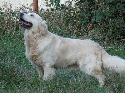 Étalon Golden Retriever - Socrate es skyles des hauts d'eole