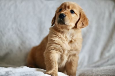 Étalon Golden Retriever - Vaiana de la Vallée du Dragon Blanc