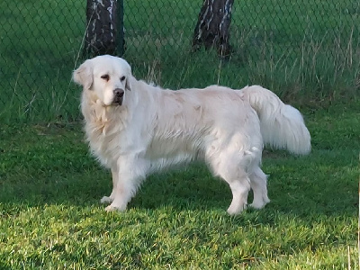 Étalon Golden Retriever - Prince charming Du bois du double