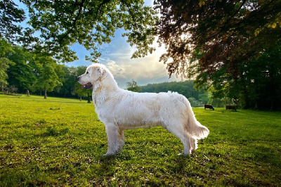 Étalon Golden Retriever - Wonder of Art Show me the destiny