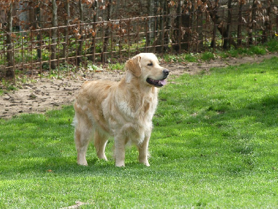 Étalon Golden Retriever - Valkyrie de l'edda Au Bois Du Héron