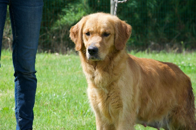 Étalon Golden Retriever - Tanzanie Du Royaume De Goldie