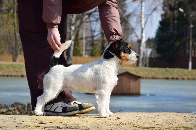 Étalon Jack Russell Terrier - CH. olener getik Toffee mints