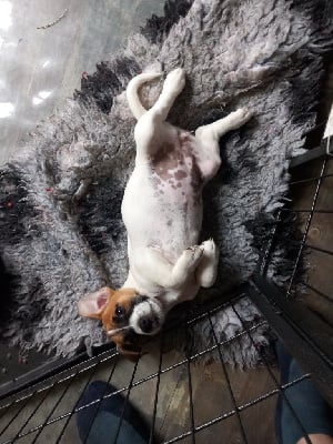 Étalon Jack Russell Terrier - Valkyrie luna queen De La Poirodiere