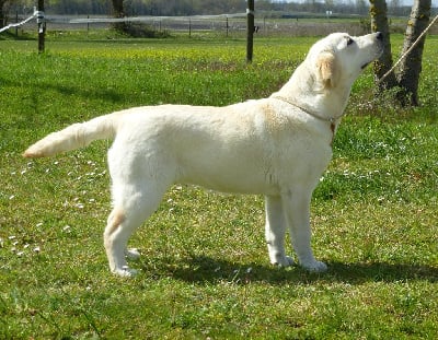 Étalon Labrador Retriever - Tartine (satine) Du Logis De Caline