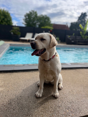 Étalon Labrador Retriever - CH. Scarlett du moulin sault (Sans Affixe)