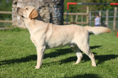 Étalon Labrador Retriever - Tacos De La Haute Chaloupiere